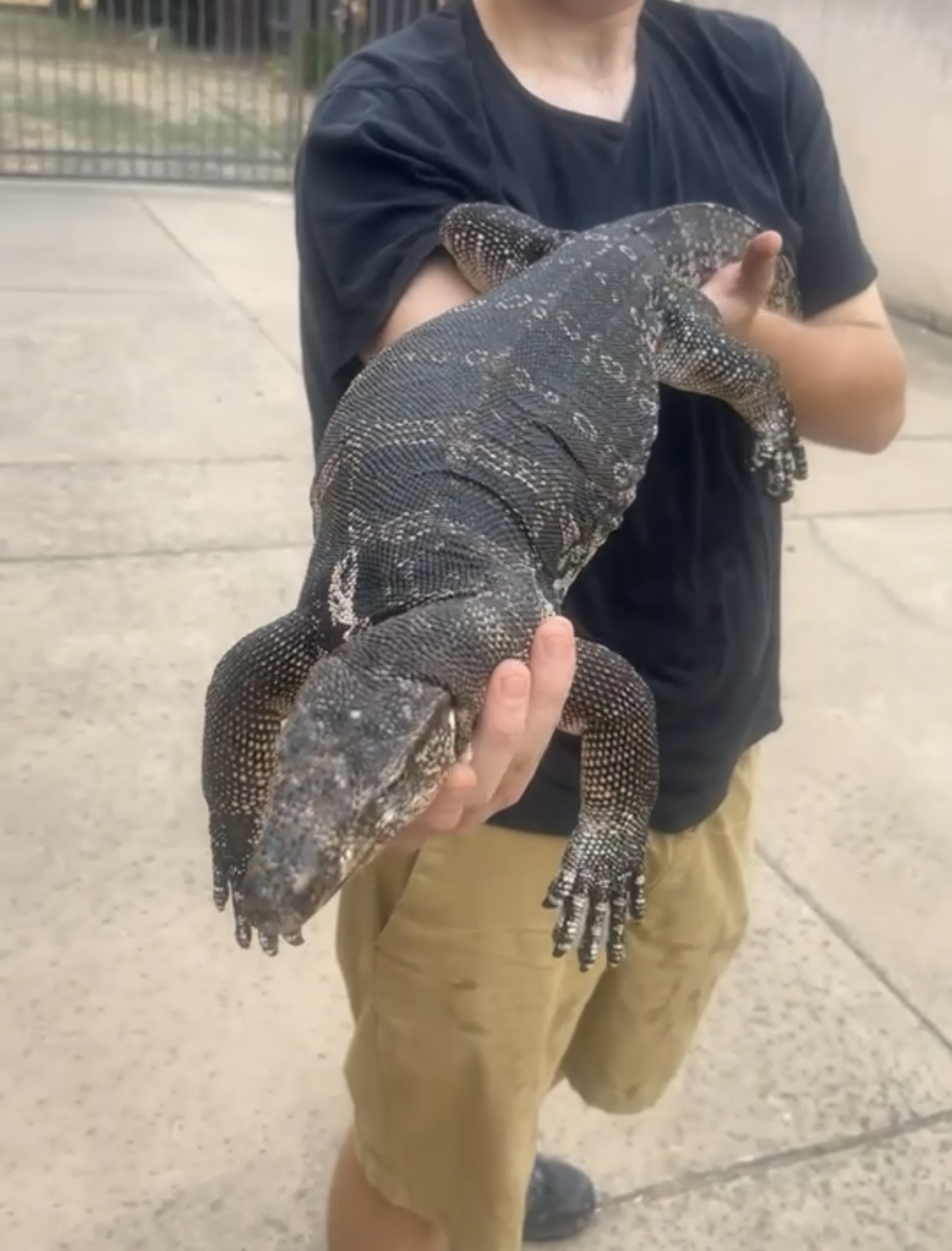 Adult RTB Male Axanthic Asian Water Monitor, photo 3