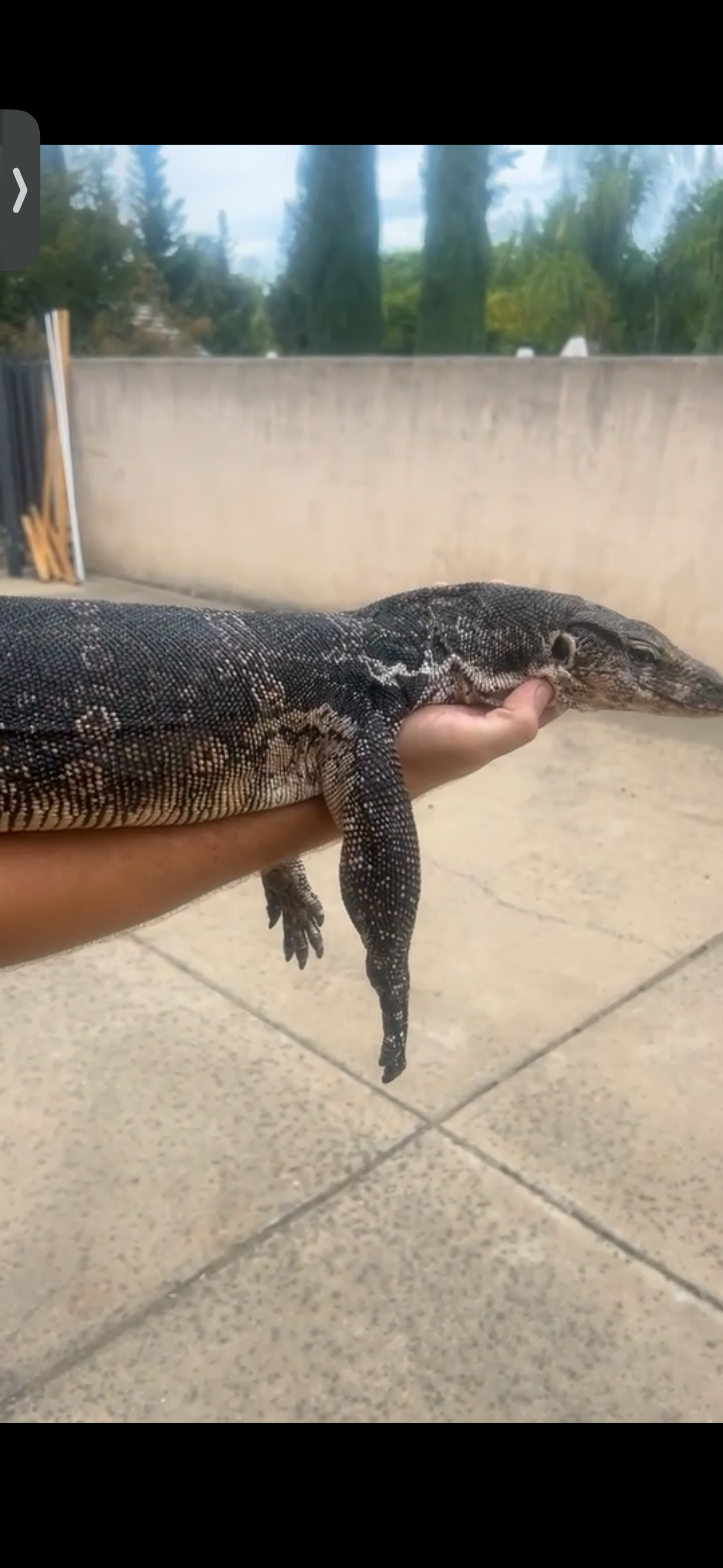 Adult RTB Male Axanthic Asian Water Monitor, photo 4