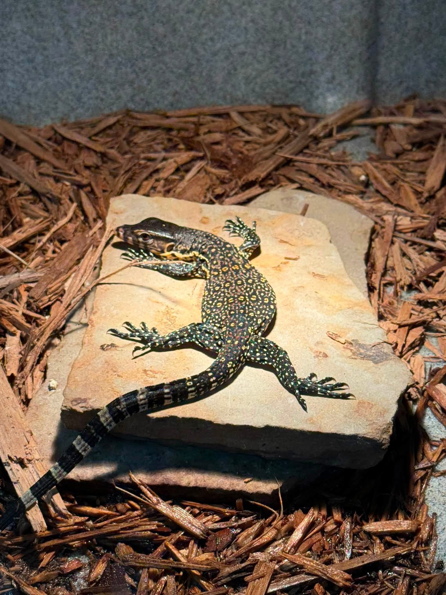 Double Het 100% Black Dragon 100% Het Albino