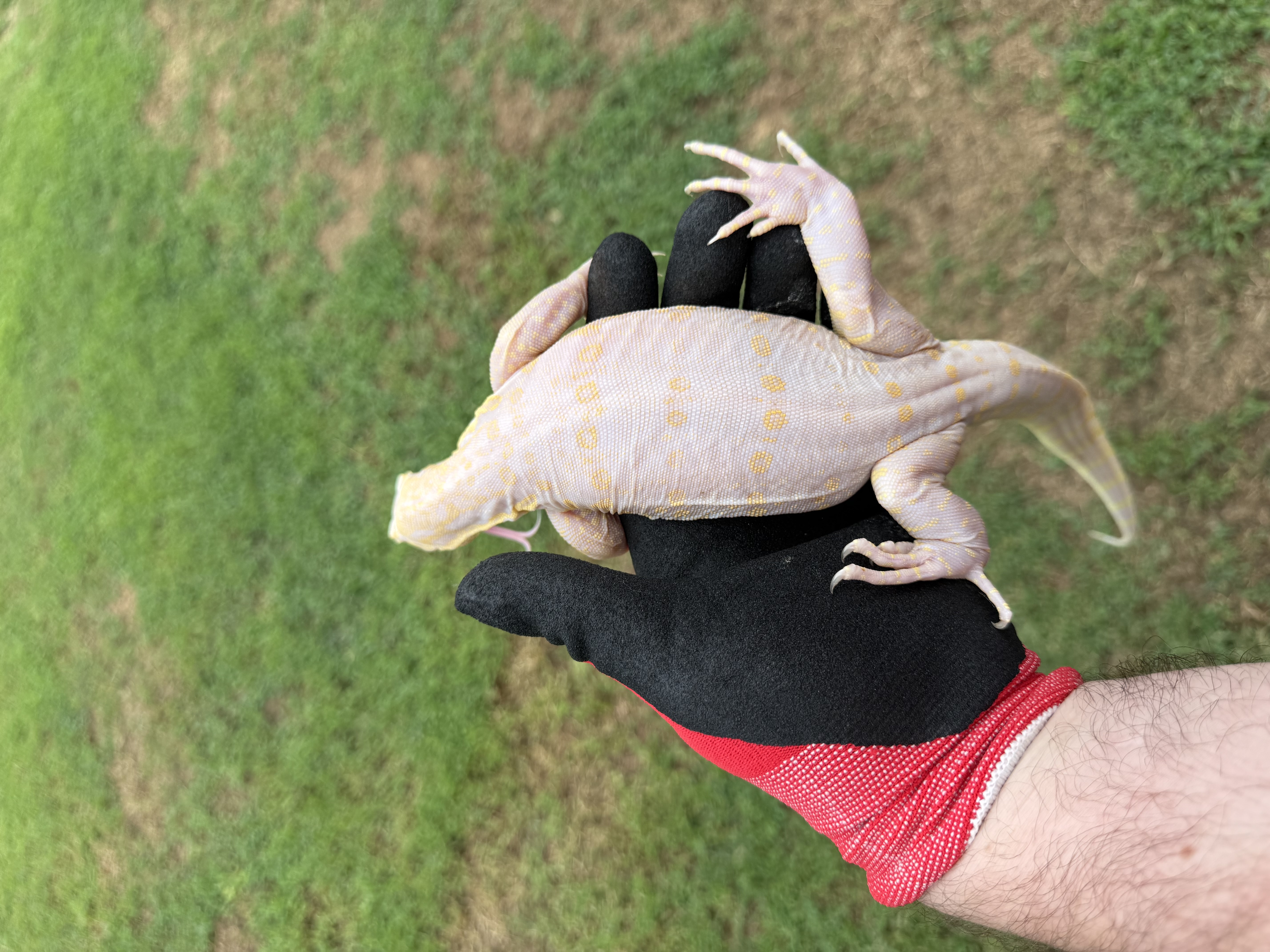 7 Month Old Probable Female Ice Dragon