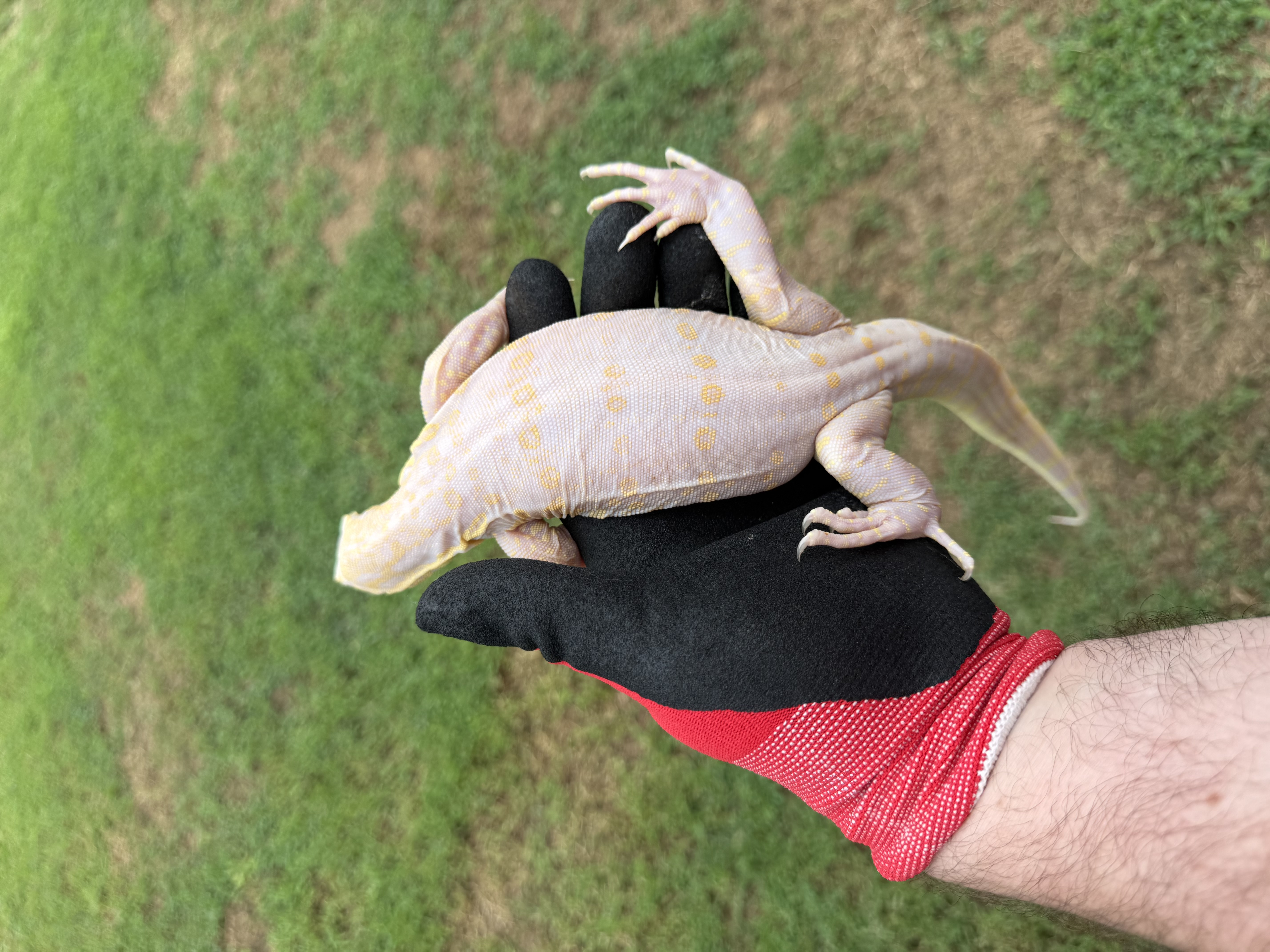 7 Month Old Probable Female Ice Dragon, photo 2