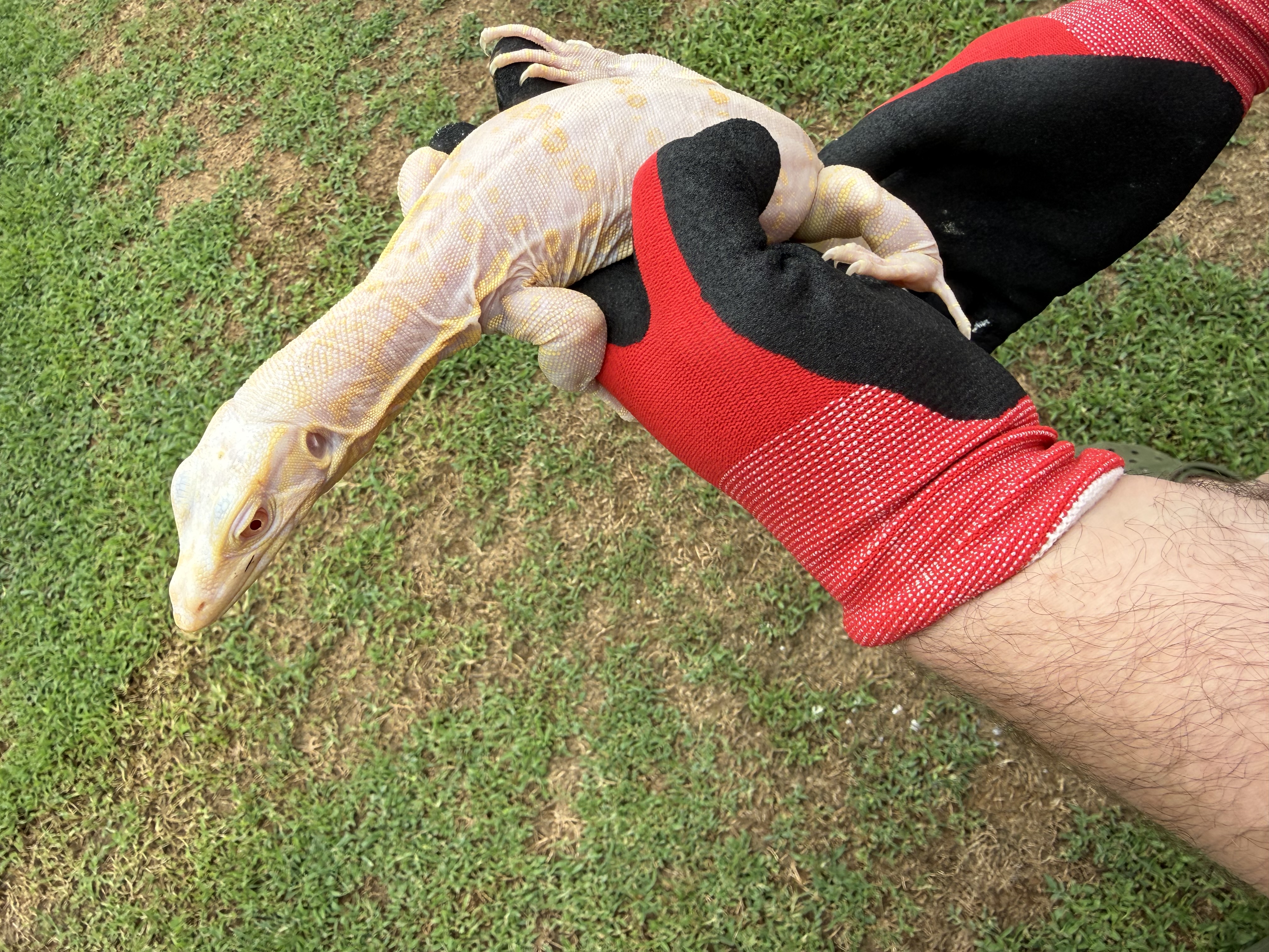 7 Month Old Probable Female Ice Dragon, photo 3
