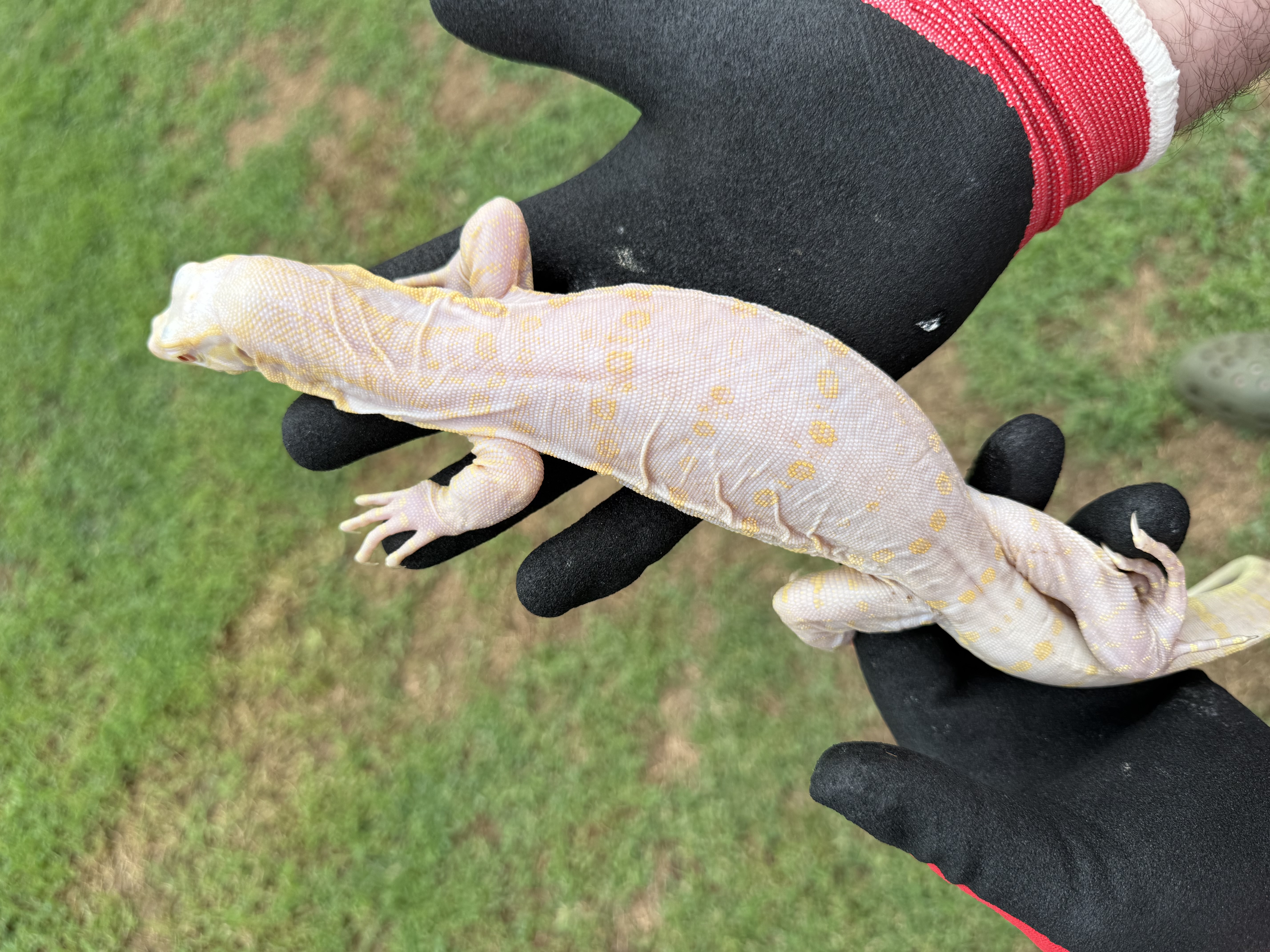 7 Month Old Probable Female Ice Dragon, photo 5