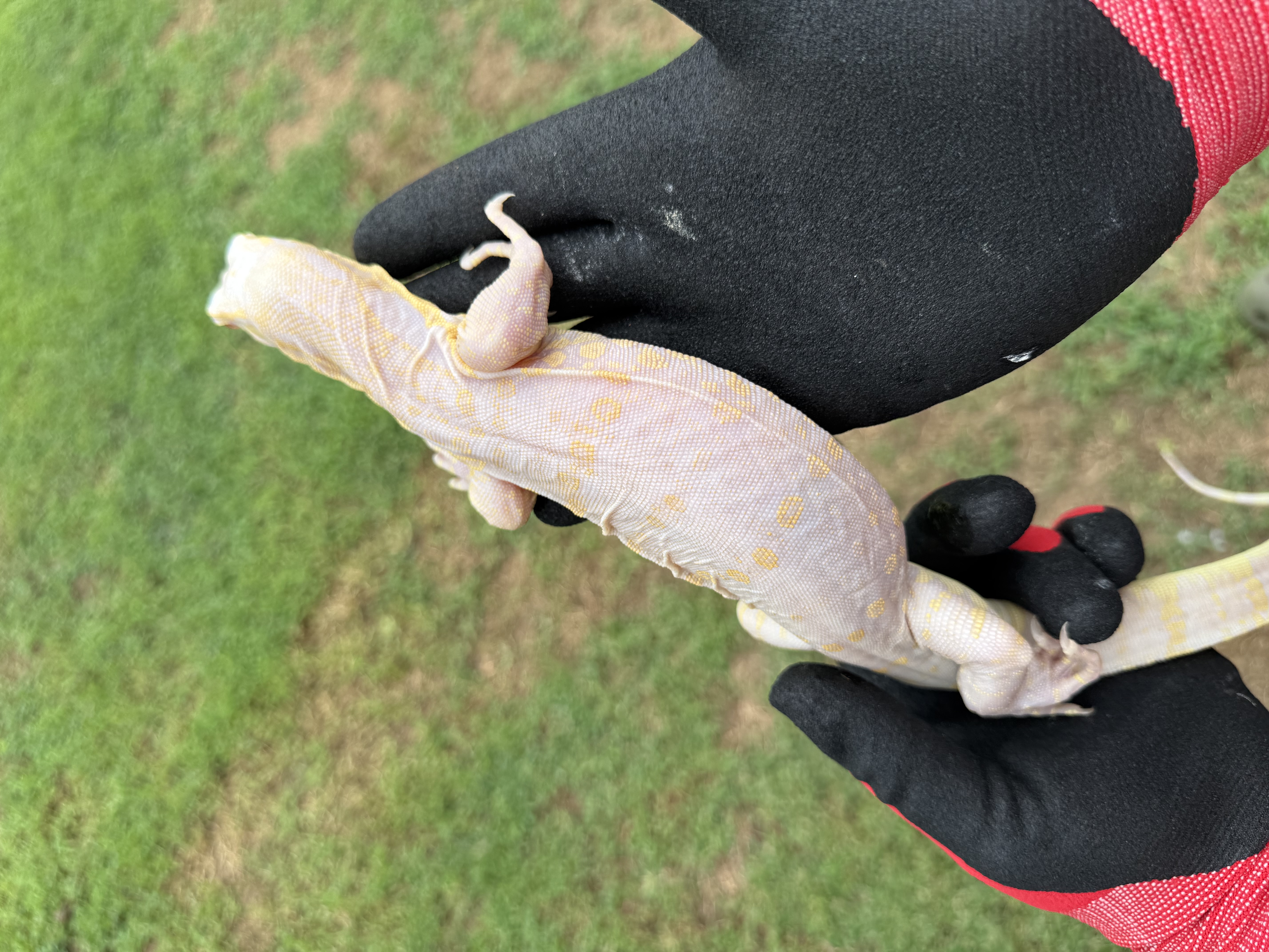 7 Month Old Probable Female Ice Dragon, photo 6