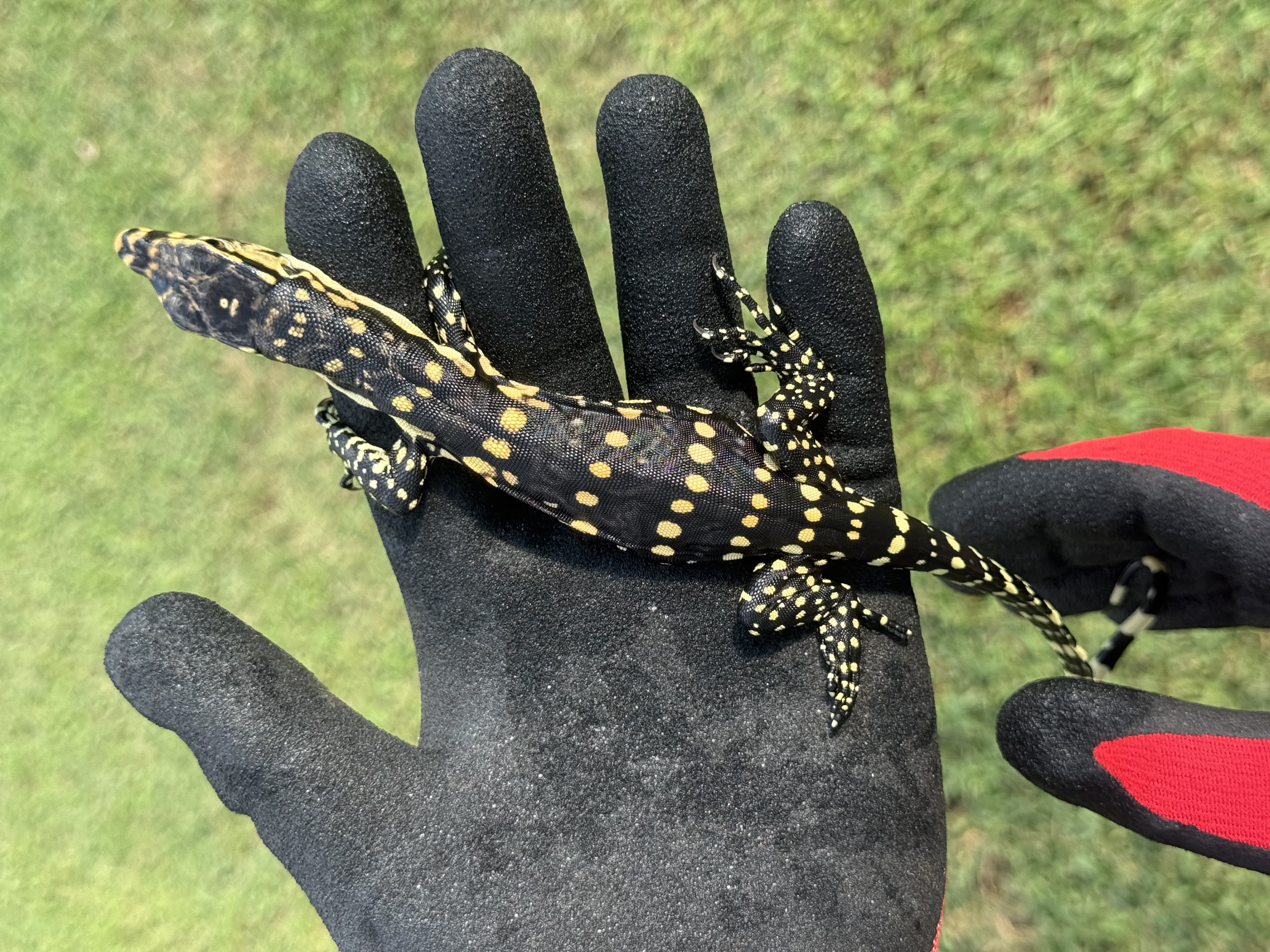 Guru 100% Het T- Albino