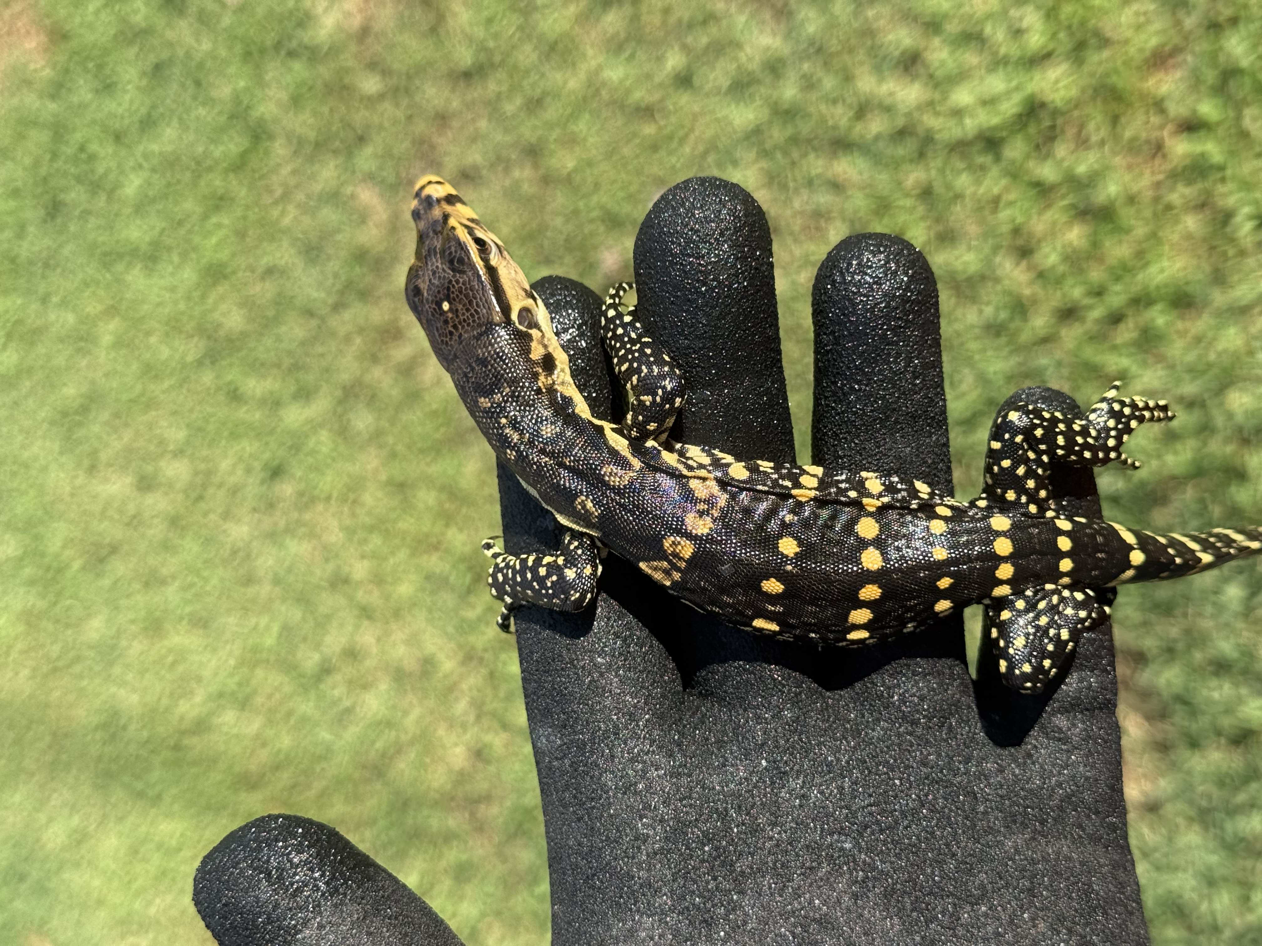 Normal Type 100% Het T- Albino