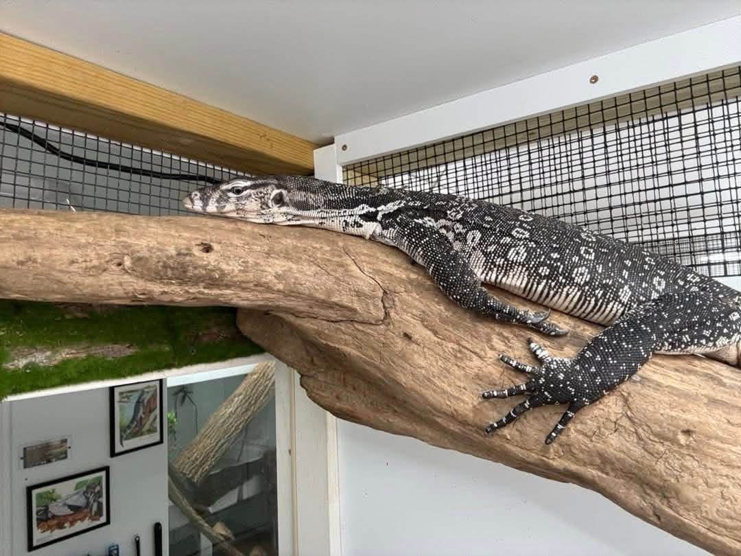 Adult RTB Male Axanthic Asian Water Monitor