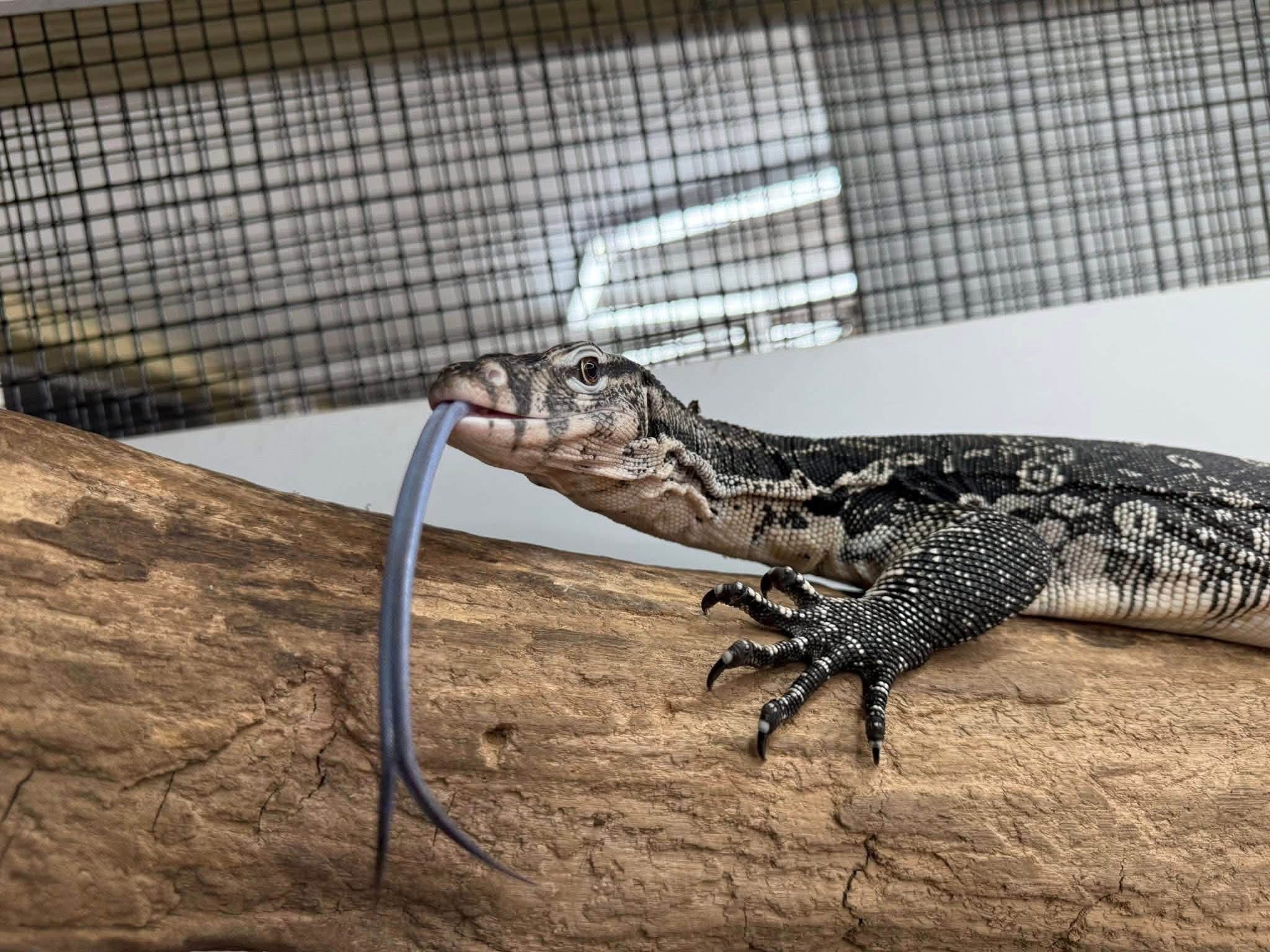 Adult RTB Male Axanthic Asian Water Monitor, photo 2