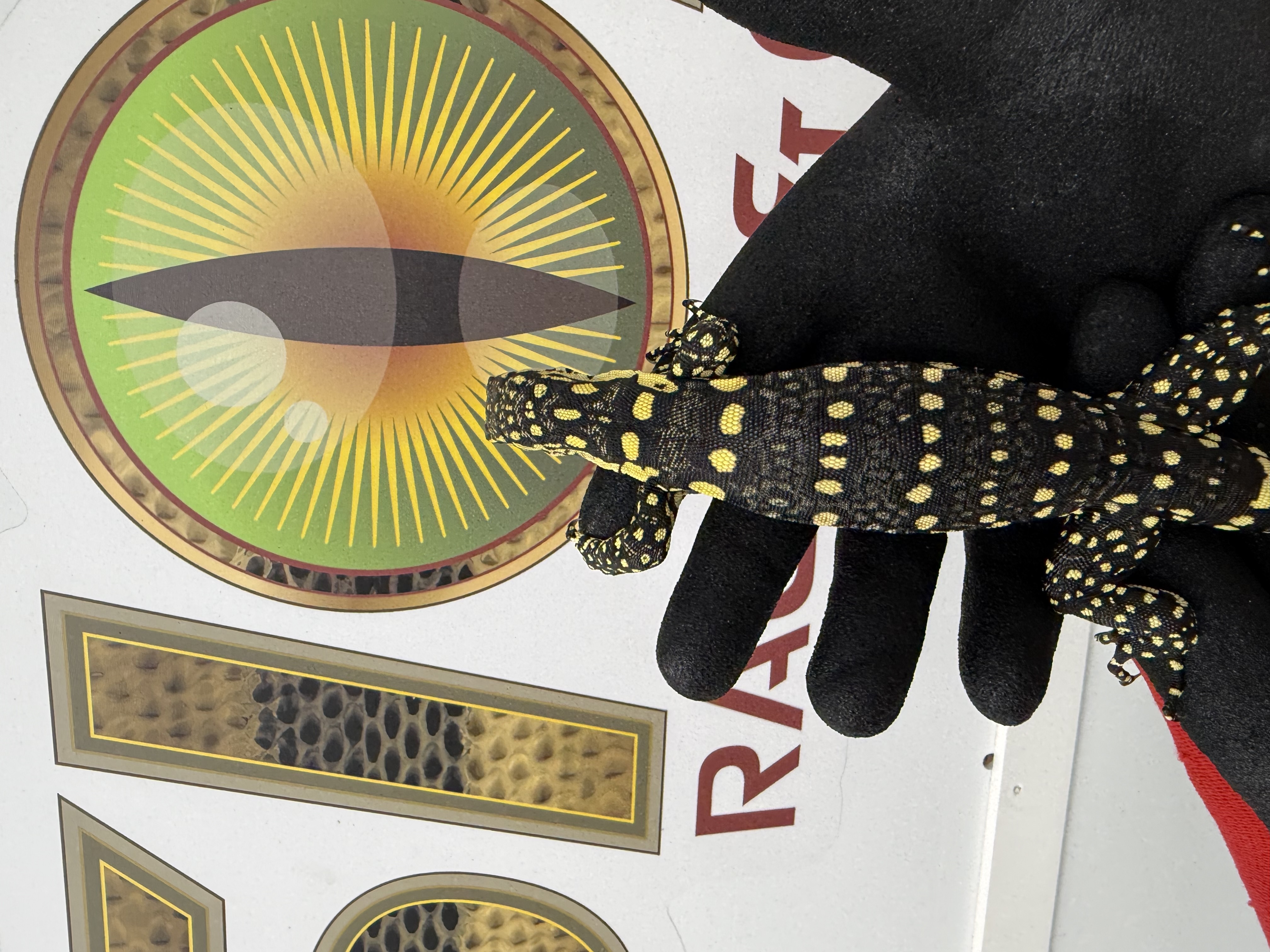 Probable Pair of True Gurus 100% Het T Negative, photo 3