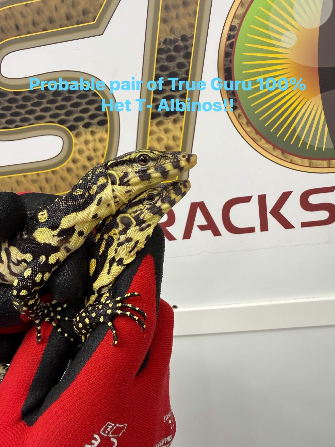 Probable Pair of True Gurus 100% Het T Negative, photo 2