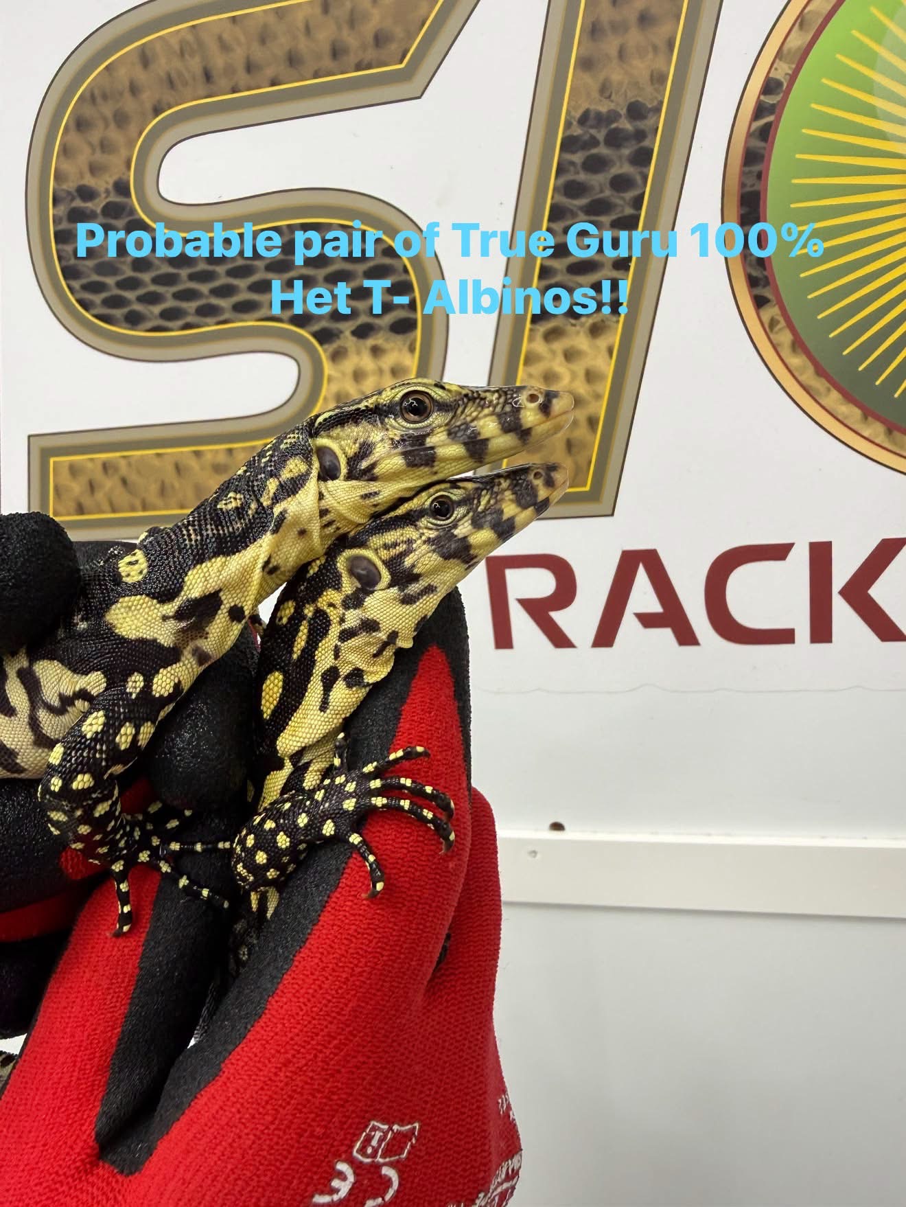 Probable Pair of True Gurus 100% Het T Negative